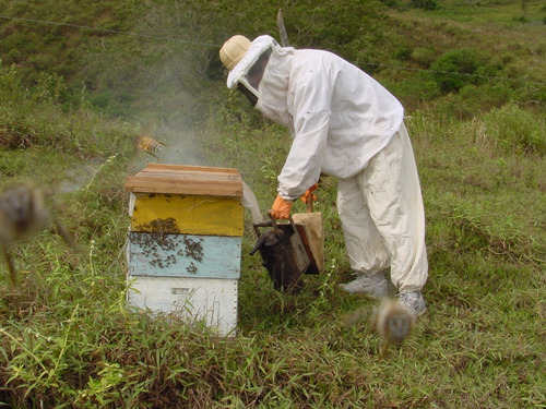 2 Macacão De Brim Apicultura E Fumigador Para Fumaça Abelha