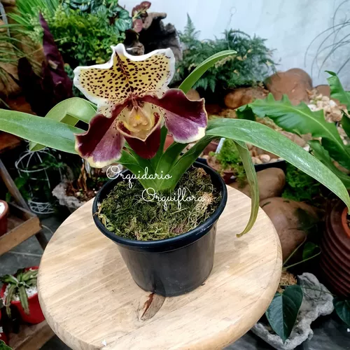 Orquídea Sapatinho Paphiopedilum Winston Churchill