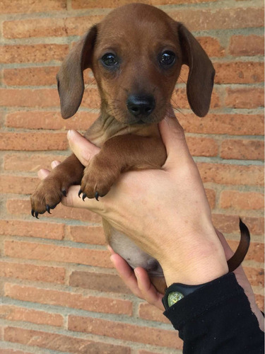 Maravillosos Salchichas Mini Dachshund