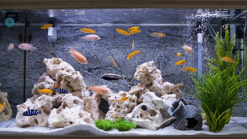Imagen 10 de 10 de Bomba De Aire Para Acuario Rs Electrical Rs-600