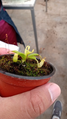 Nepenthes Alata Petite Mas Pinguicola Moranensis