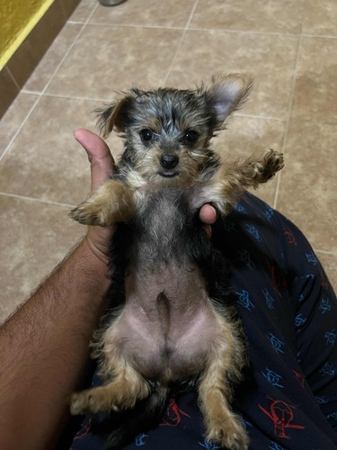 Yorkie Terrier