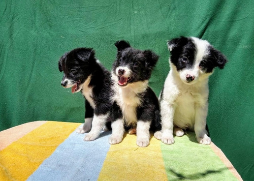 Border Collie Cachorros Calidad Vip Diferentes