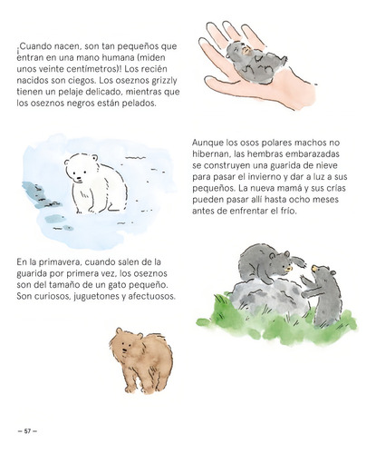 Osos Pardo Blanco Negro (ilustrado) (cartone) - Girard