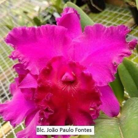 Orquidea Cattleya Blc João Paulo Fontes -flor Grande- Adulta | MercadoLivre