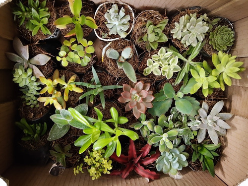 Imagen 10 de 10 de Suculentas Y Cactus 30pz. Más Costo De Envío.