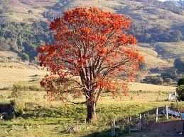 Planta Mulungu Erythrina Verna Exotica Subtropical