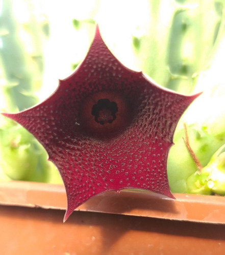 Suculenta Huernia Keniensis Planta De Coleção Rara