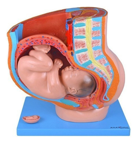 Pelve De Gravidez Em 4 Partes, Anatomia