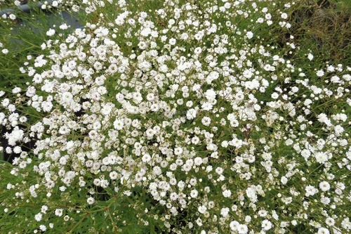 Semillas De Flor Nube Rosa O Blanca - Gypsophila P. 1 Libra