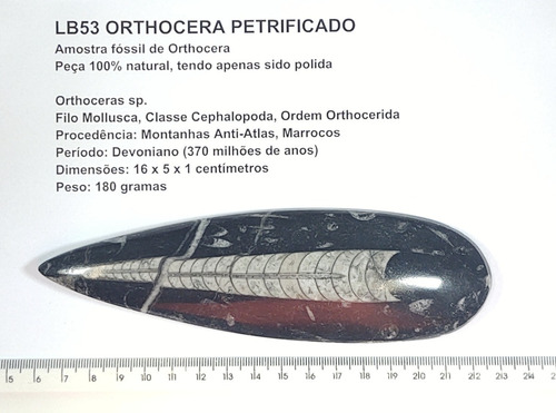 Lb53 Orthoceras Fóssil Natural 180g Marrocos Gplb Branco E Preto