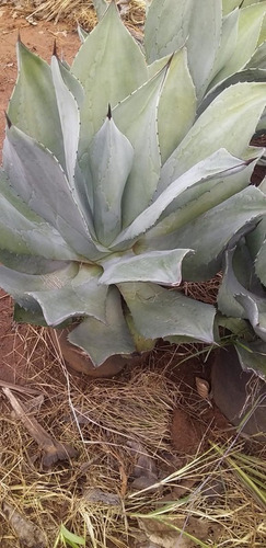 Agave Azul Linda Muda Para Jardim