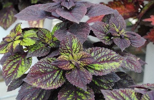 50 Semillas De Coleus Regilla +instructivo 