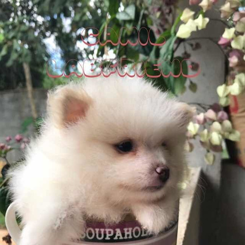 Filhotes De Spitz Alemão