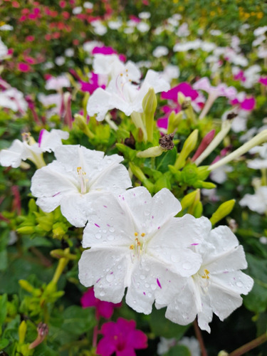 20 Semillas De Mirabilis Jalapa Mix De Colores