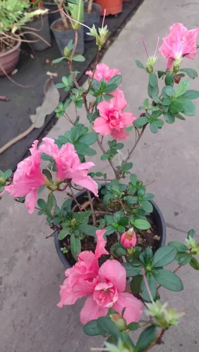 Azaleas Dobles De 4 Estaciones En Envase 15 en venta en Avellaneda .  . Sur por sólo $ 1,  Argentina