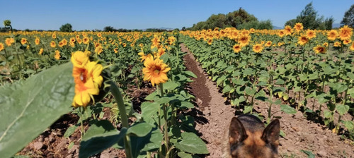 Agrícola 24 Has En Venta En Villa Alegre