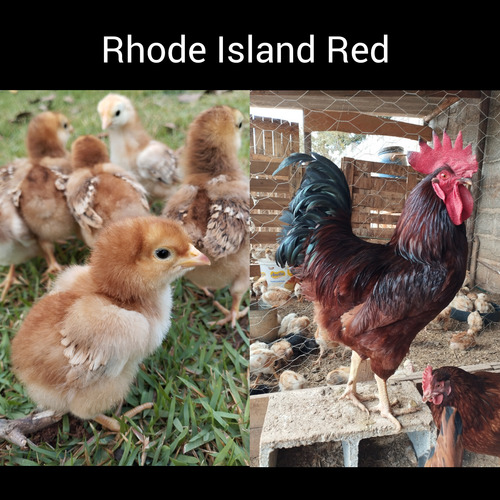 Ovos Férteis - 6 Ovos Raça Galinha Rhode Island Red