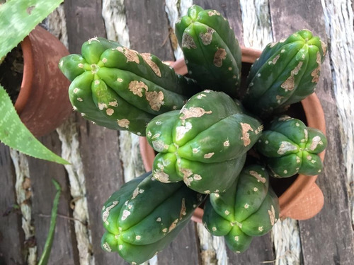 Cactus Trichocereus Pachanoi. 700 Cm - Ideal Para Injertos