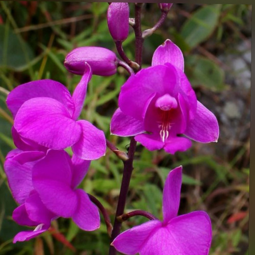 2orquídea Terrestre Exótica-bletia Catenulata + Frete Grátis | Parcelamento  sem juros