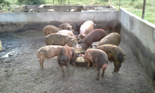 Se Vende Granja En El Estado Carabobo Ve02-1321carab-mtru