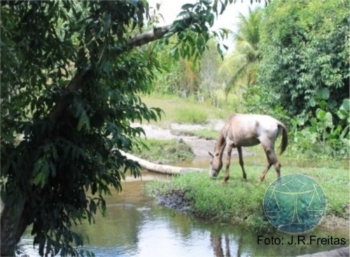 Imagem 9 de 9 de 3.8 Hectares Em Zona Urbana De Parnamirim - V-7555