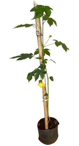 Excelente Muda De Abutilon Amarelo - Lanterna Chinesa