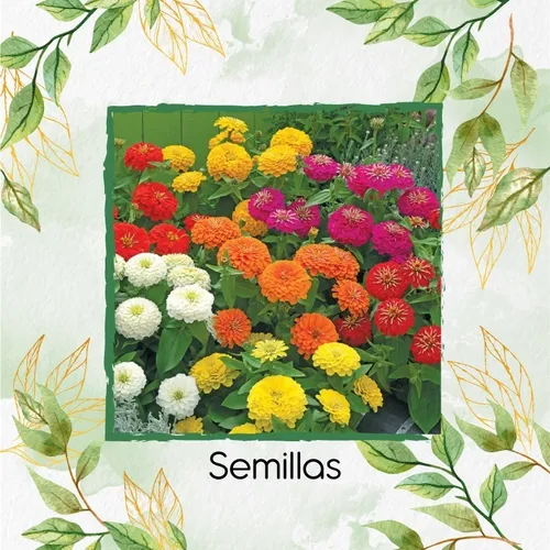 70 Semillas Flor Zinnia Enana Mezcla + Obsequio Germinación