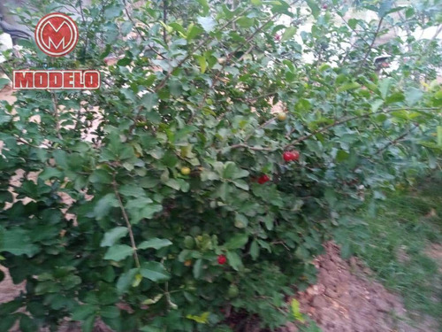 Imagem 6 de 29 de Chácara Com 3 Dormitórios À Venda, 600 M² Por R$ 280.000 - Centro (ártemis) - Piracicaba/sp - Ch0228