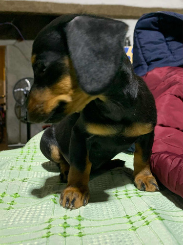 Cachorra Salchicha Mini