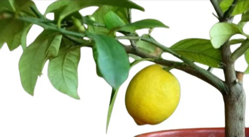 Limonero 4 Estaciones Amarillo
