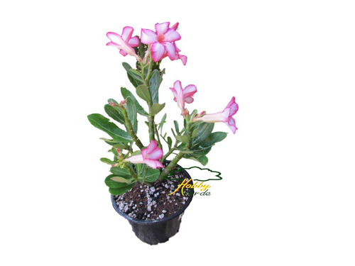 Imagem 6 de 10 de Substrato Rosa Do Deserto Adenium Mix Premium Floração 30l