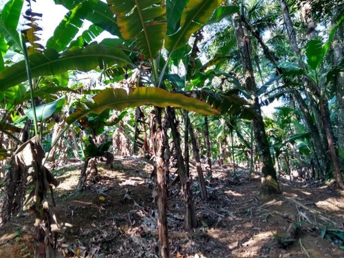 Chácara Com 2 Dormitórios À Venda, 8000 M² Por R$ 85.000,00 - Rio Sagrado - Morretes/pr - Ch0118