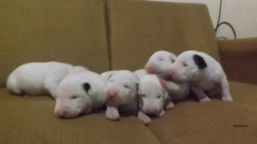 Bull Terrier Belos Filhotes