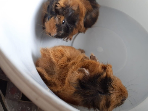 Imagen 9 de 9 de Cuis Cuises Cobayos Abisinio C/ Remolinos Mascotas Conejillo