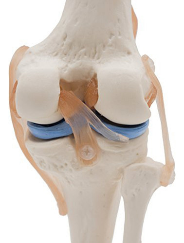 Modelo Anatómico De Articulación De Rodilla Con Ligamentos,