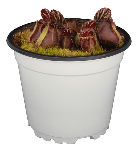 Paquete De 9 Plantas Carnivoras