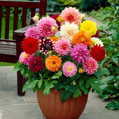Sementes De Dália Dobrada Sortida Anã Flor