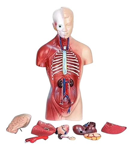 Modelo Anatómico Torso Unisex Didáctico Aprendizaje De 28 Cm
