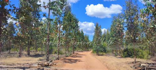 Imagen 7 de 7 de Bellas Parcelas A 5 Min De San Pedro De Alcántara