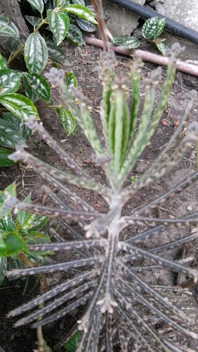 Plantas Tunas Suculentas Grandes