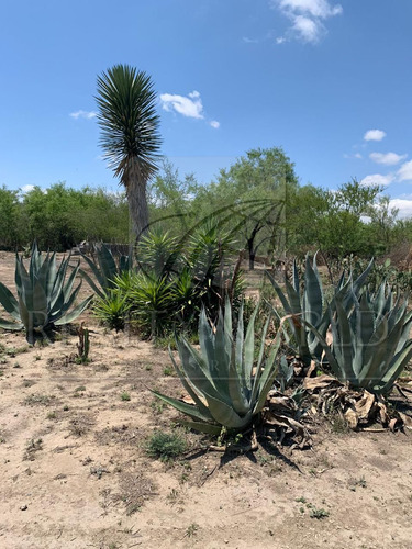 Terrenos En Venta En Zacatecas