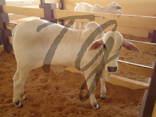 Imagem 2 de 13 de Fazenda - Fa00003 - 69828304