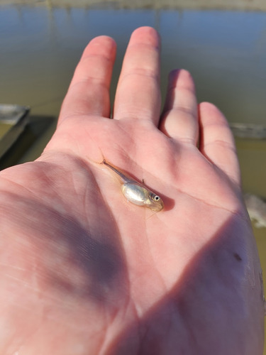Alevinos De Pangasius (peixe Panga), Envio Aéreo E Terrestre