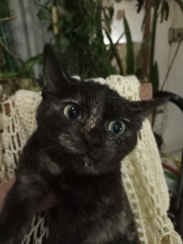 Gatita Carey Concha De Tortuga