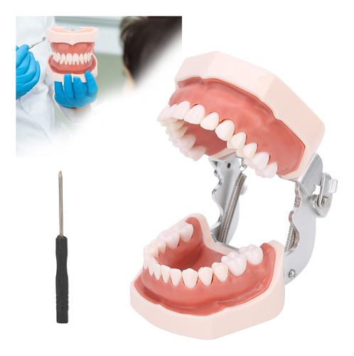 Modelo De Dientes Estándar, Modelo De Dentadura De