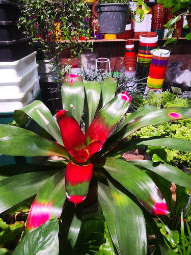 Planta De Nidularium Bromelia Interior Flor Deco | MercadoLibre