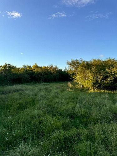Campo En Saladas, Corrientes 409 Ha. Mixto. Sobre Ruta 118 - Venta