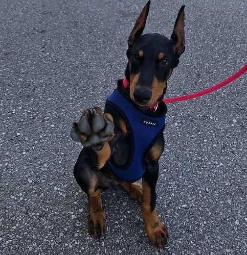 Cachorro Doberman Perrito Doverman Puppy Dobermen Cachorrito