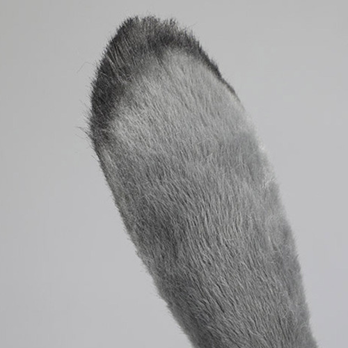 Aro Para El Pelo Con Forma De Oreja De Conejo, Bonito Soport